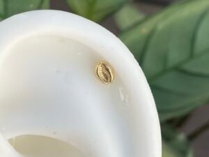 Concha De oro
