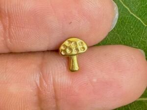 Fungi dor